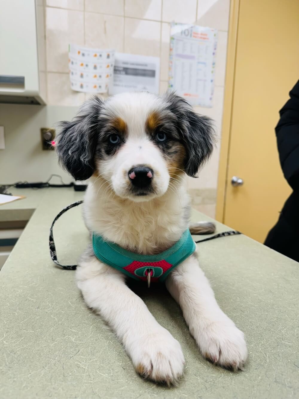 Blue-eyed Australian Shepherd puppy wearing a teal harness on a veterinary exam table in Fairlawn