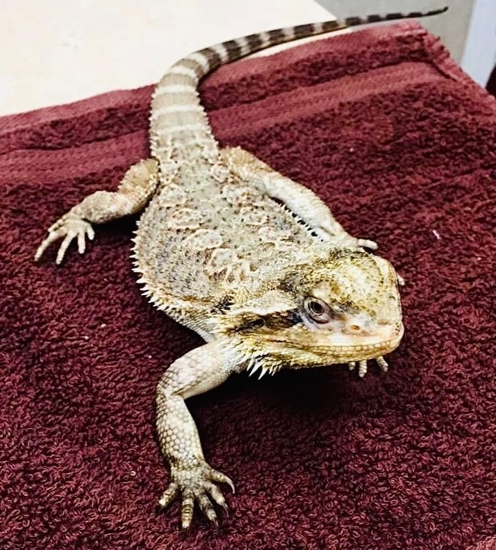 Bearded dragon resting on a red towel during an exotic pet veterinary exam in Fairlawn