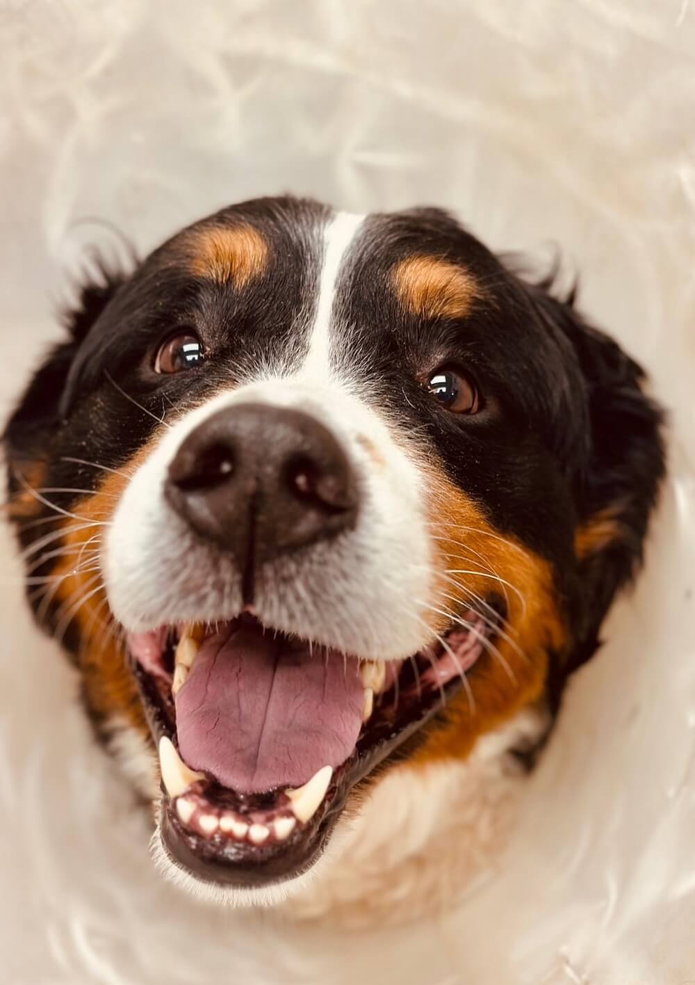 Happy Bernese Mountain Dog with mouth open looking up during a veterinary dental visit in Fairlawn