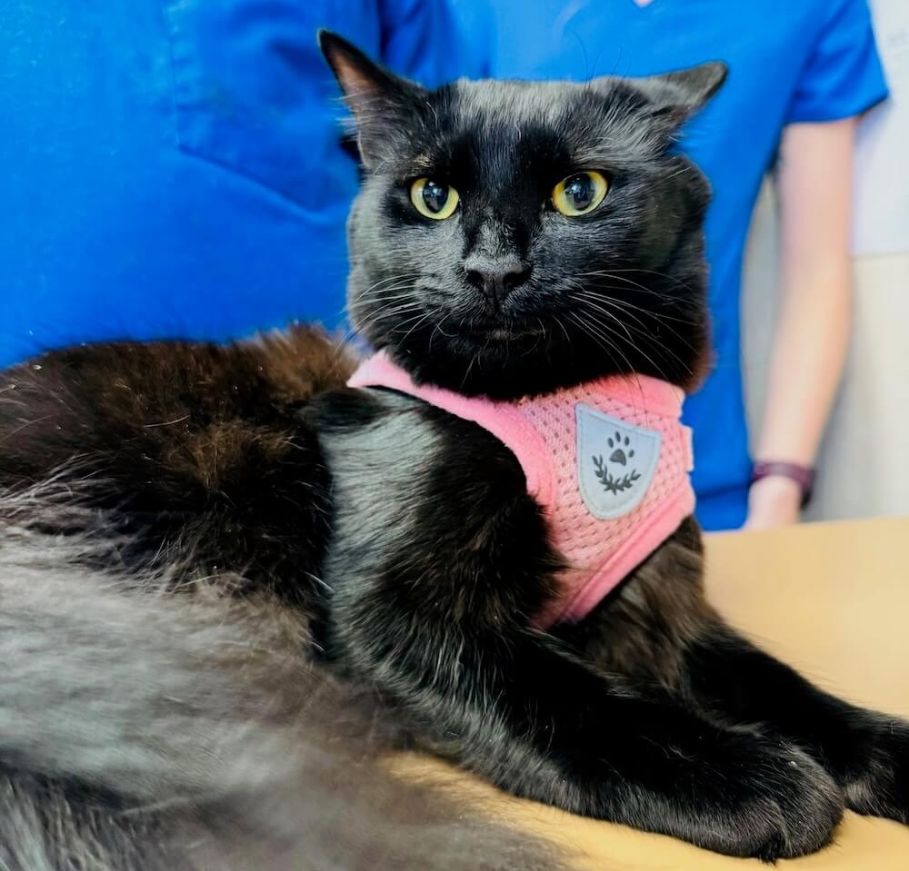 Black cat wearing a pink harness resting on an exam table with veterinary staff in the background in Fairlawn
