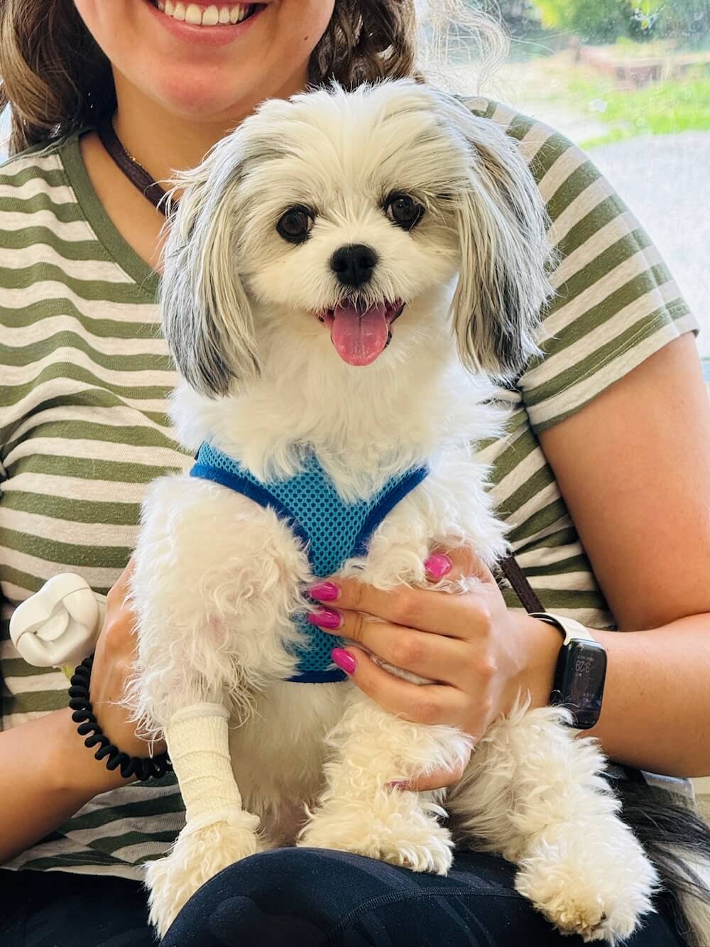 Blue merle Australian Shepherd puppy with blue eyes sitting in a veterinary exam room in Fairlawn
