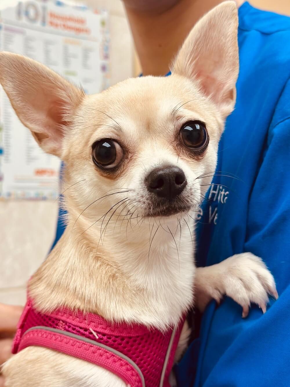 Small Chihuahua in a pink harness being held by a veterinary technician during a neurological exam in Fairlawn