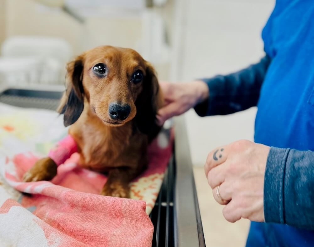 Red dachshund with a pink bandaged leg being comforted on a veterinary exam table in Fairlawn