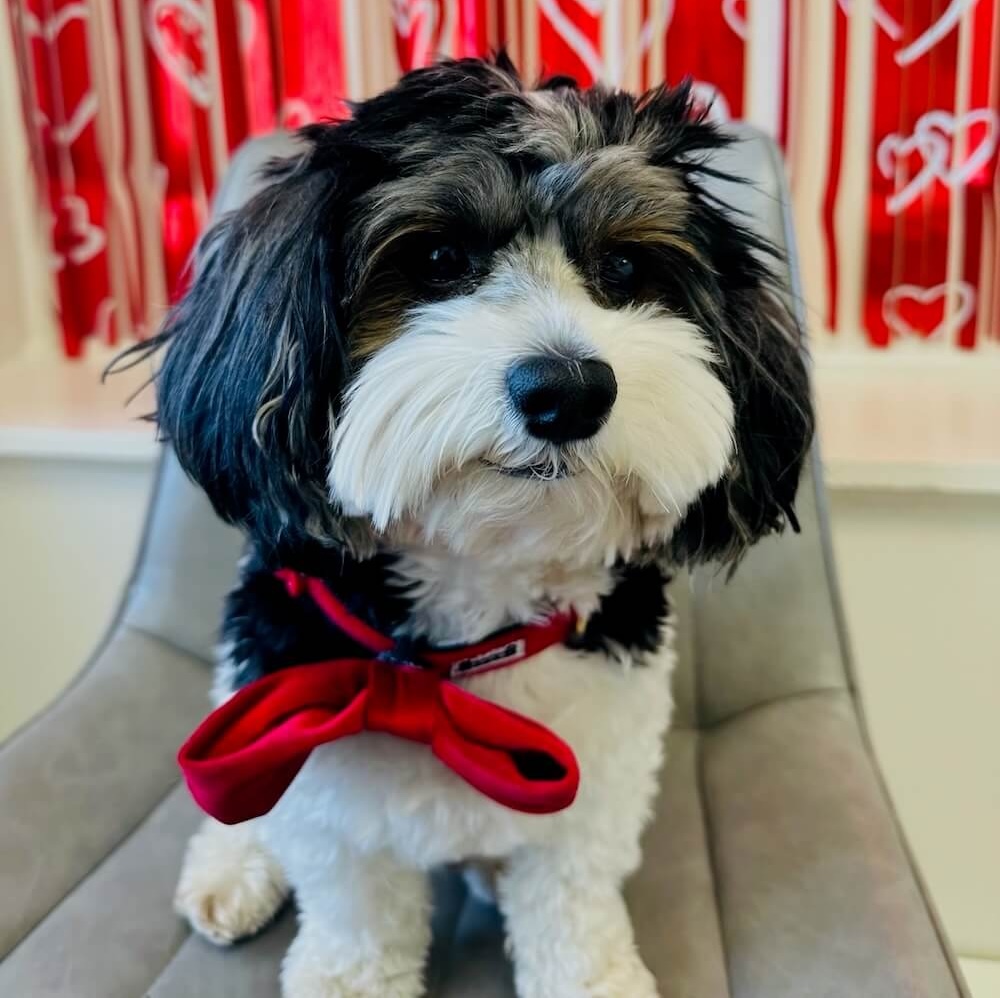 Adorable small dog wearing a red bow tie in front of a  backdrop at a veterinary clinic in Fairlawn