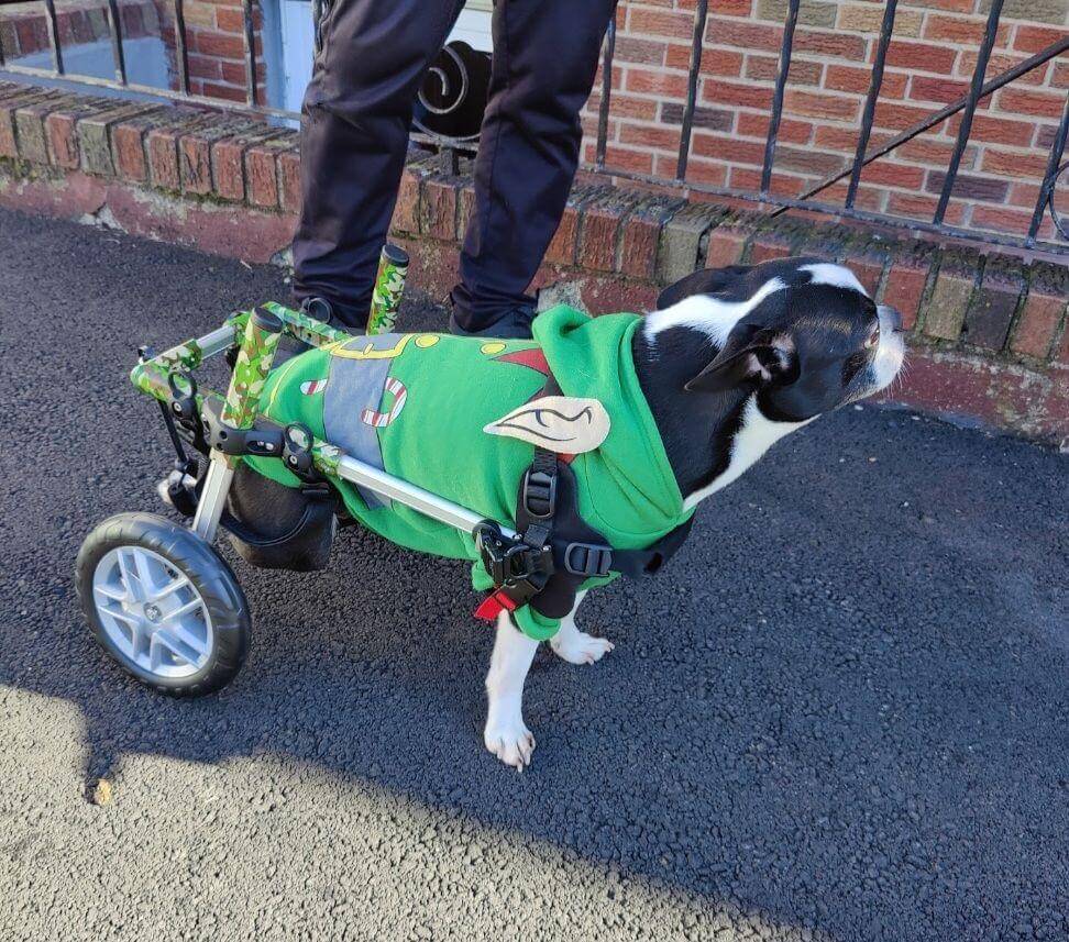 Black and white dog using a mobility wheelchair while wearing a festive green sweater outside a veterinary clinic in Fairlawn