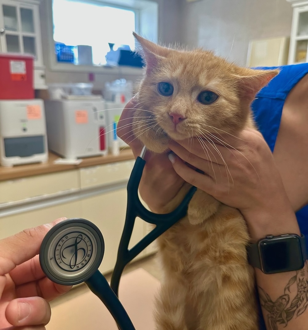 Veterinary technician holding an orange kitten during a wellness exam with a stethoscope in Fairlawn