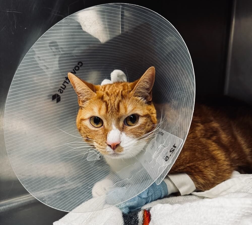 Orange tabby cat wearing an e-collar with a bandaged paw recovering in a veterinary kennel in Fairlawn