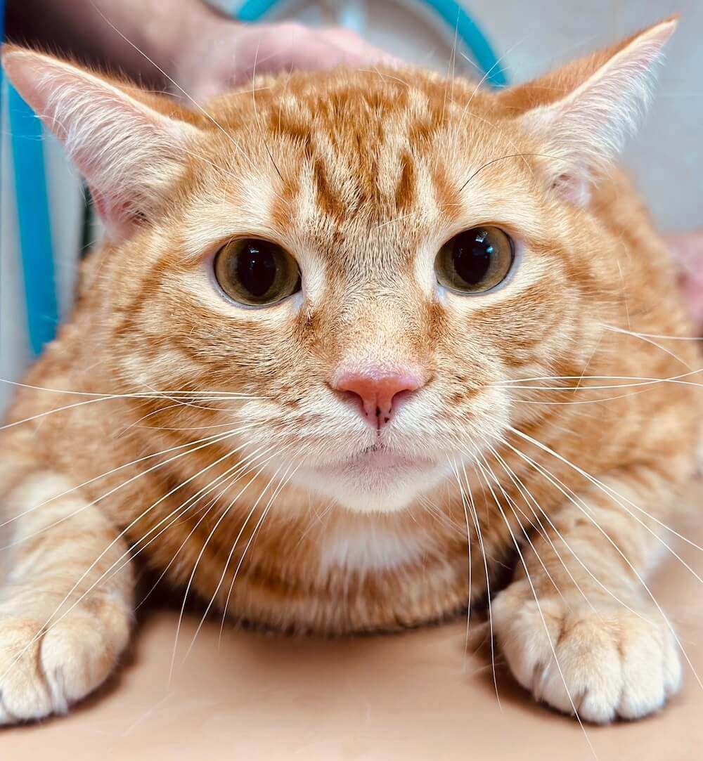 Orange tabby clinic cat standing curiously on a filing cabinet inside a veterinary office in Fairlawn