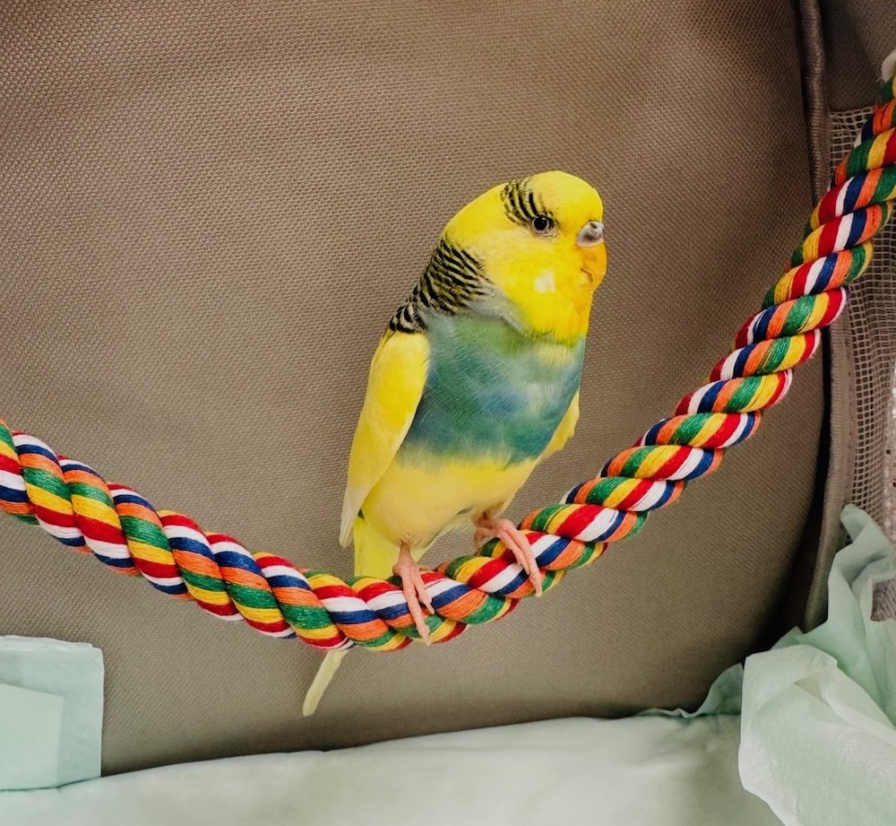 Colorful yellow and teal parakeet perched on a rope during an exotic bird veterinary visit in Fairlawn
