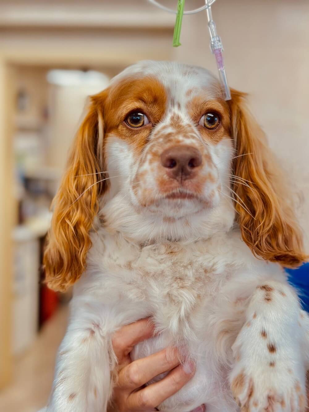 Smiling pet owner holding a Cavalier King Charles Spaniel during a veterinary visit in Fairlawn