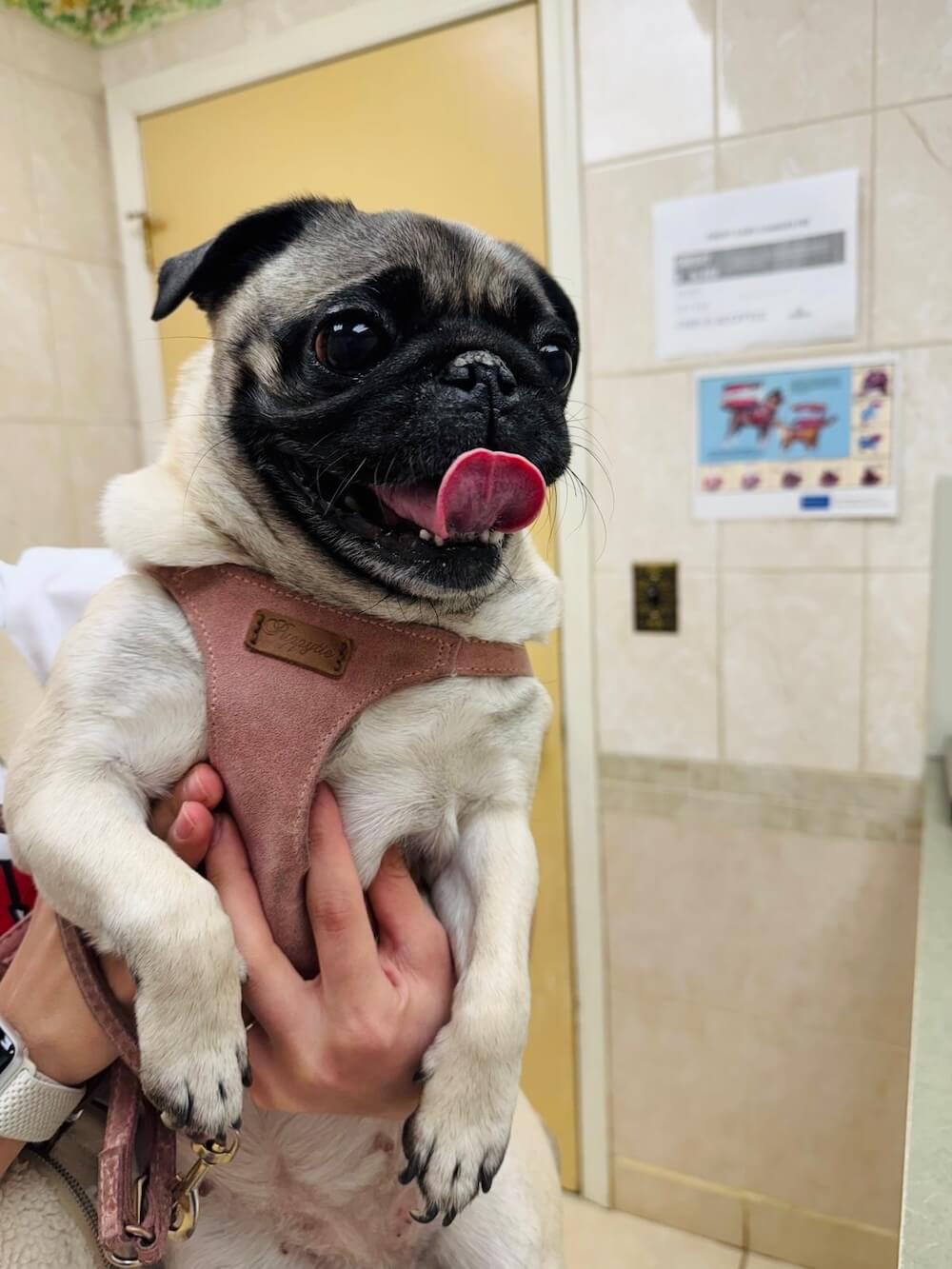Adorable pug in a pink harness being held with tongue out during a veterinary visit in Fairlawn