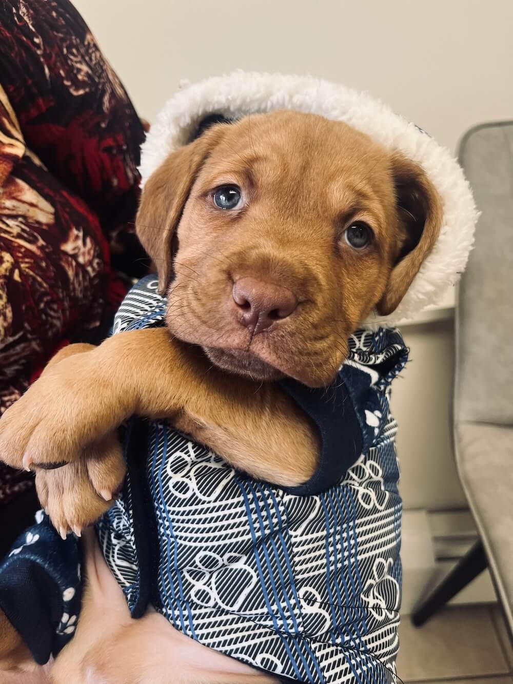 Adorable brown puppy wrapped in a paw-print blanket during a new patient veterinary visit in Fairlawn