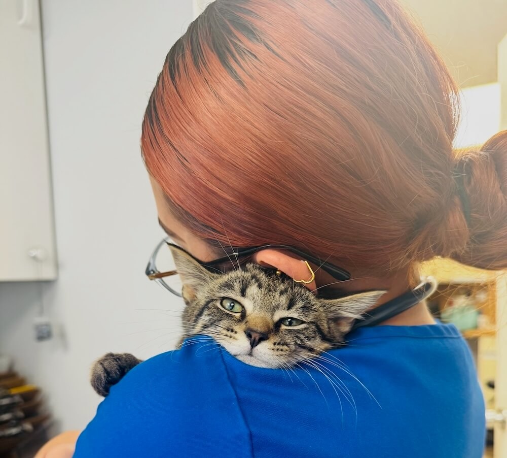 Tabby cat resting its head on a veterinary technician's shoulder during a cat care visit in Fairlawn