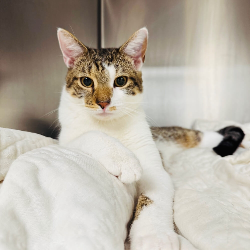 Tabby and white kitten resting on a blanket inside a veterinary kennel in Fairlawn