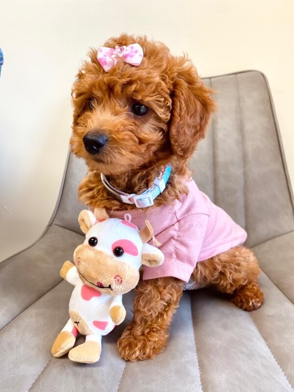 Adorable red toy poodle puppy in a pink outfit with a bow and stuffed toy during a veterinary visit in Fairlawn
