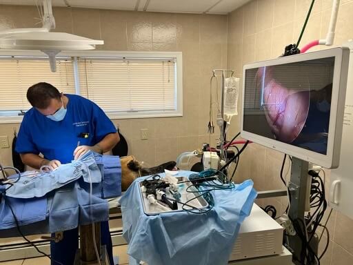 Veterinarian in scrubs performing a minimally invasive laparoscopic surgery on a pet in Fairlawn