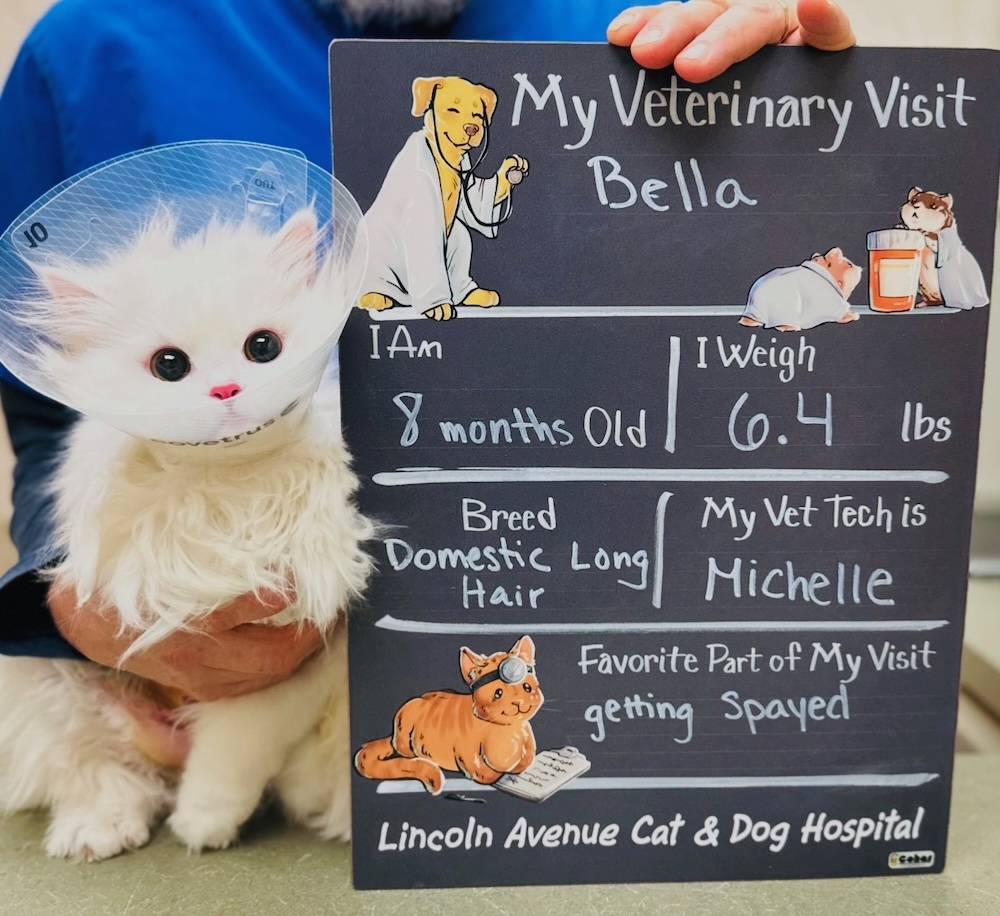 White cat named Bella wearing an e-collar after being spayed, posing beside a veterinary visit chalkboard in Fairlawn