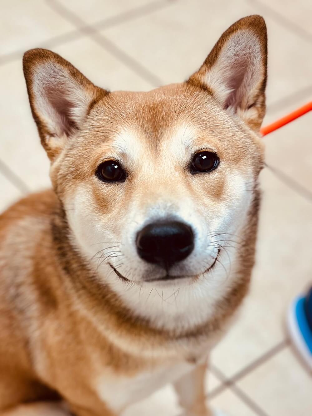 Happy yellow Labrador puppy with tongue out sitting in front of a veterinary staff member in Fairlawn