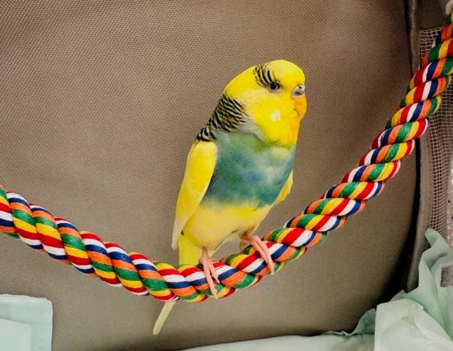 Colorful yellow and teal parakeet perched on a rope during an exotic bird veterinary visit