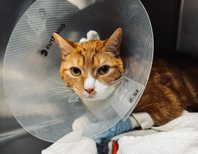 Orange tabby cat wearing an e-collar with a bandaged paw recovering in a veterinary kennel