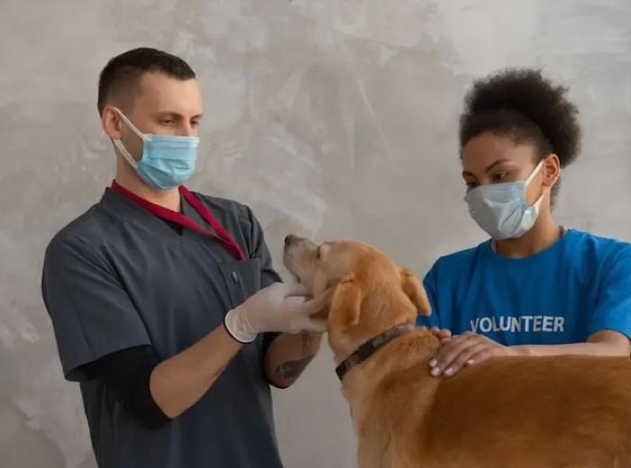 Understanding Dog Orthopedics: A Guide to Keeping Your Pet Active and Healthy