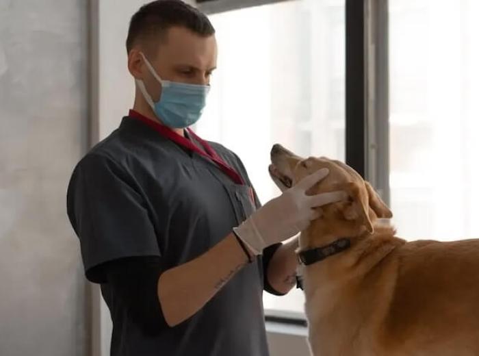 10 Signs Your Pet Might Need Advanced Orthopedic Care