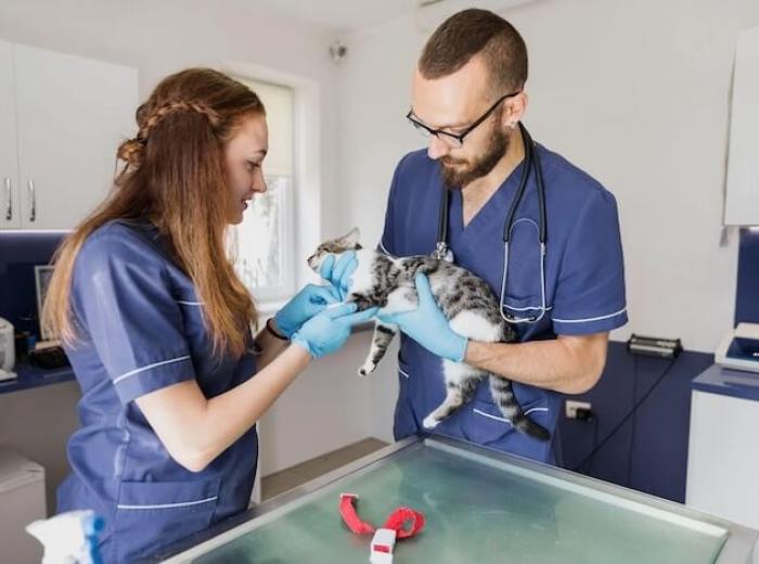 Advanced Veterinary Care For 15 Common Pet Health Problems