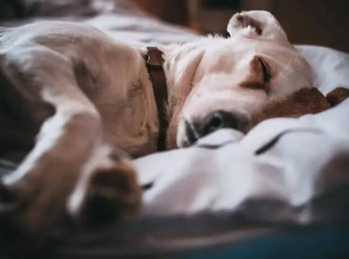 Preparing Your Pet For Animal Surgery: A Complete Guide