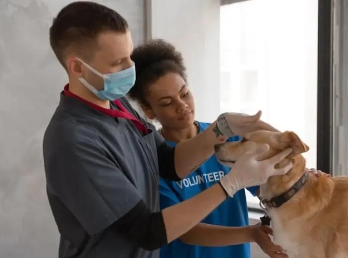 Why Regular Vet Visits Are Crucial For Exceptional Animal Care?