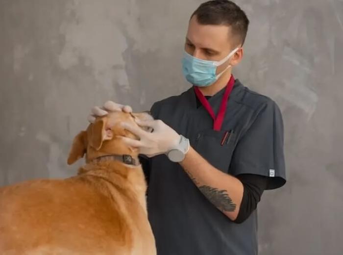 Finding The Right Animal Doctor Near You: A Guide For Pet Owners