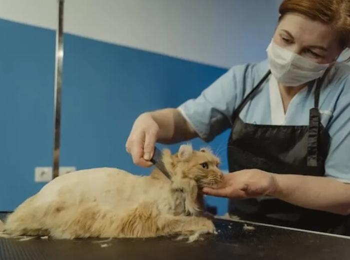 7 Ways An Animal Hospital Can Help Keep Your Feline Happy & Healthy