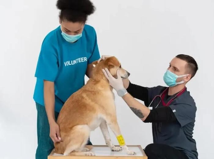 7 Signs Your Pet Needs To Visit An Animal Hospital Asap