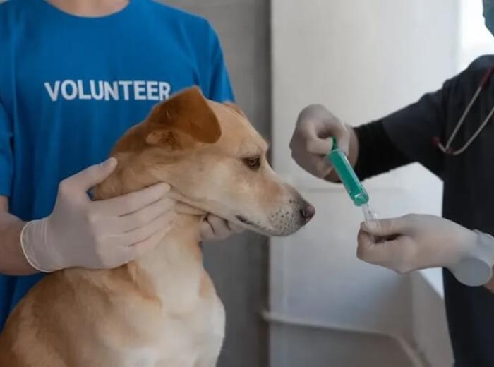 How To Find A Reliable Emergency Animal Hospital In NJ