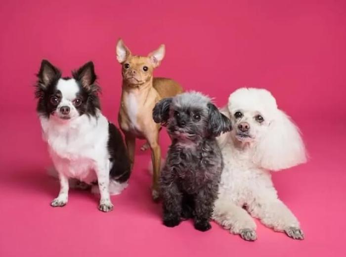 10 Important Animal Vaccines Every Pet Owner Should Know