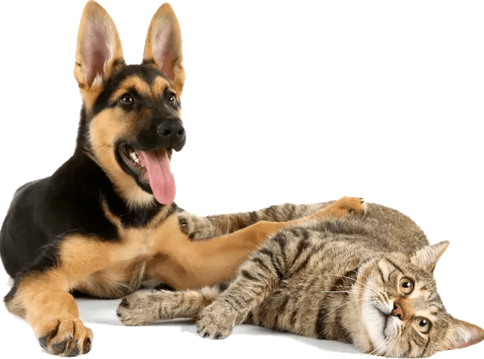 What To Expect During Your Pet’s Annual Wellness Exam