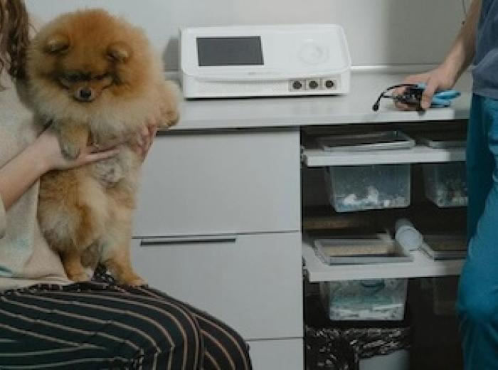 8 Common Myths About The Canine Heartworm Test Debunked