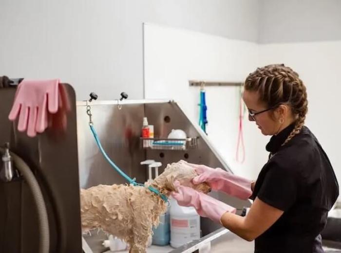 What Are The Most Common Types Of Canine Surgery?