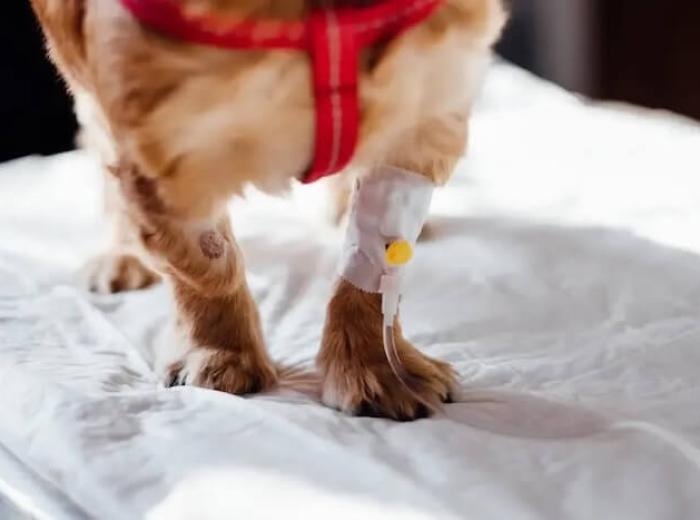 10 Tips To Prepare Your Dog For A Successful Canine Surgery Experience