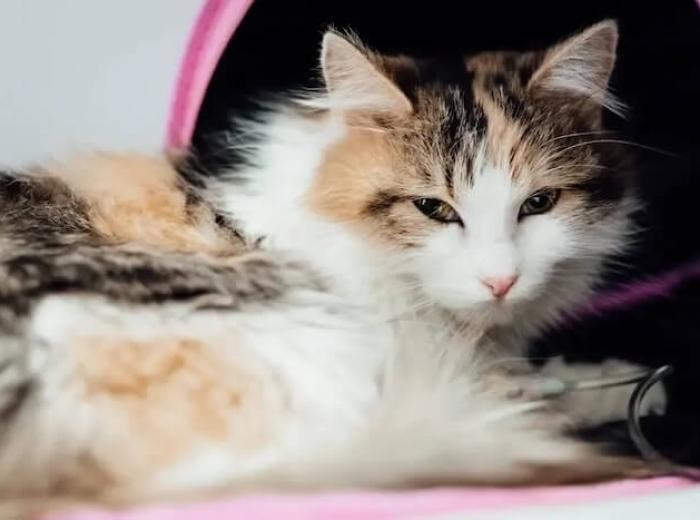 What Are The Benefits Of Regular Cat Checkups?
