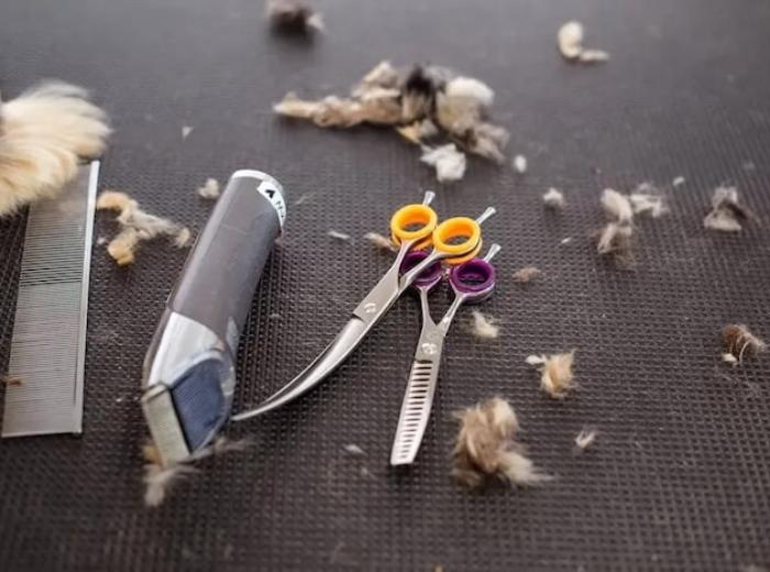 Choosing The Right Cat Grooming Service For Your Feline Friend