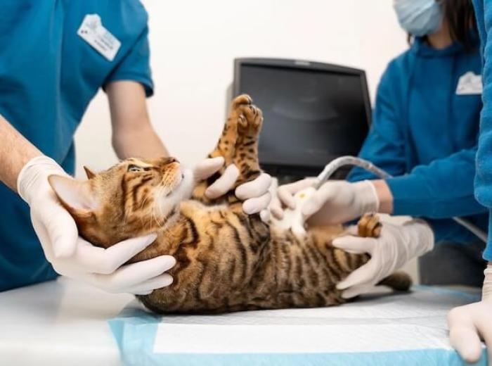 Why Cat Preventive Care Is Crucial For Your Feline Friend’s Well-Being