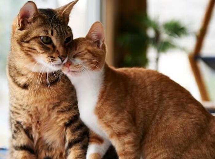 Understanding The Importance Of Cat Vaccines: A Detailed Guide!