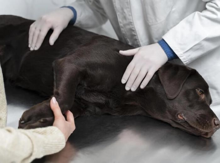 Affordable Tumor Removal For Pets With High Success Rates At Lincoln Avenue Cat & Dog Hospital