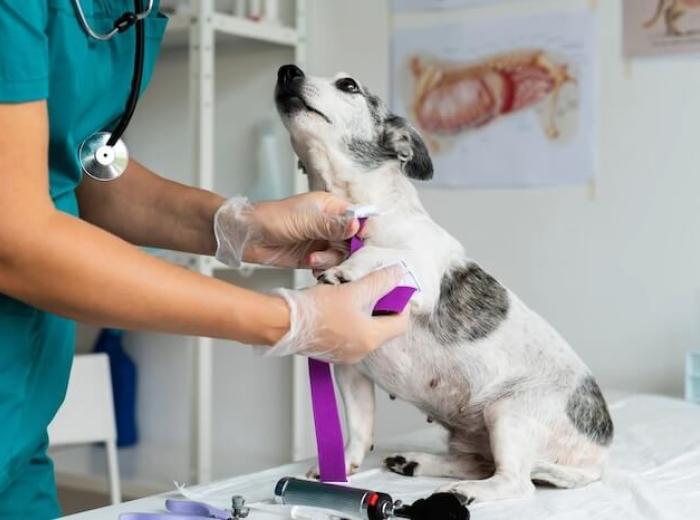 Swift Emergency Surgery For Pets During Business Hours At LACDH