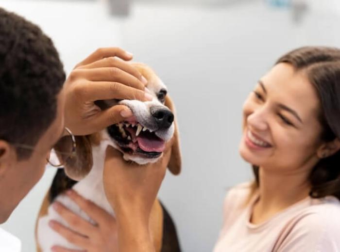 Exotic Pet Care 2025: Your Complete Handbook For Happy, Healthy Pets