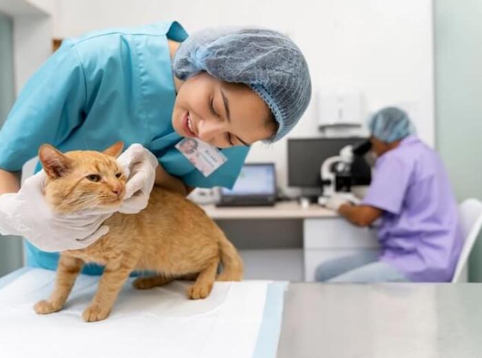Why Regular Visits To A Cat Vet Are Vital For Your Feline's Health?