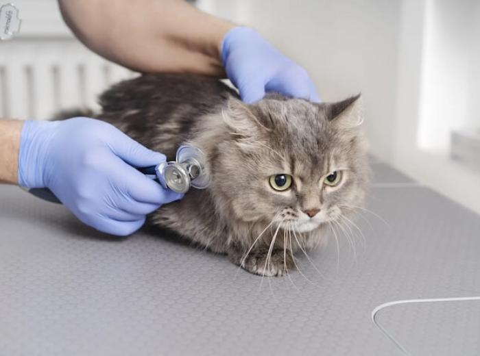 7 Helpful Tips For Preparing Your Cat For An Ultrasound Exam