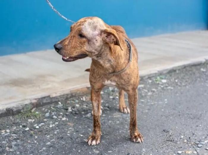 7 Non-Surgical Alternatives To Dog ACL Repair: A Comprehensive Guide