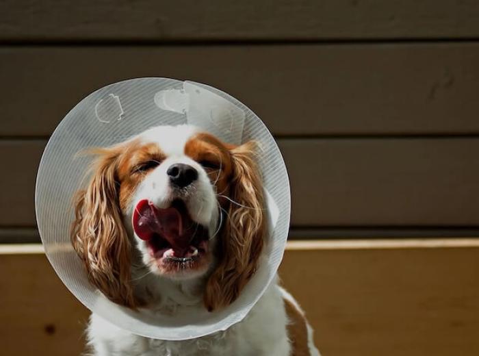 Dog ACL Surgery Explained: Helping Your Pet Live Pain-Free