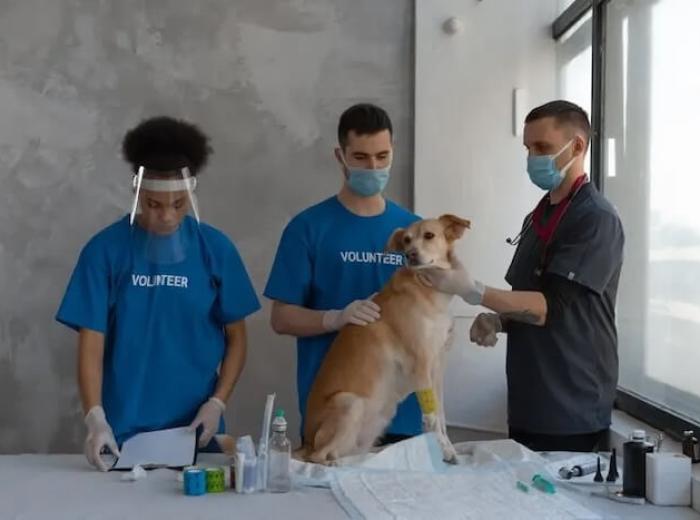 Top Tips For Dog Emergency Care Preparedness